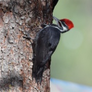 Pileated Woodpecker - Canada